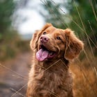 Zoetis, Leader in Animal Health