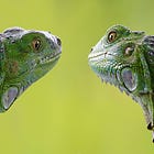 The Iguana Conundrum 