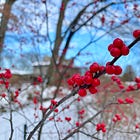 Plants for Winter Interest