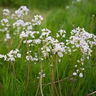Cardamine pratensis | cuckoo flower