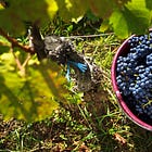 Blaufränkisch Is Great, So Why Don't More People Love It?