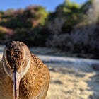 A Winter Exploration of Abel Tasman National Park's Fungi