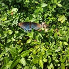 Flying with a tattered wing