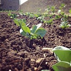 How to Buy Soil