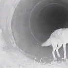 Bestiale #133 - Tasso e coyote: storia di un'amicizia particolare