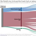 How Animal Farming Fuels Global Hunger