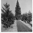 SCOUTING YESTERDAY | Black Hills spruce help White House, South Dakotans celebrate Christmas 