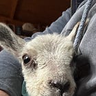 There's a Lamb Living in my Potting Shed!