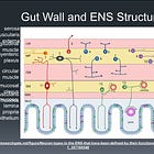 ENS and our need for gut microbes to protect our intestinal lining and promote gut motility - peristalsis motion.