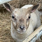 The Lamb With Hobnail Boots