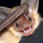 The Pallid Bat Is President Of California!