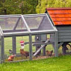 "What are people supposed to do?": Back to the drawing board on chicken bylaw