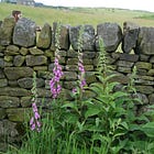 Digitalis purpurea | foxglove