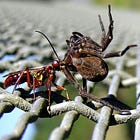 Predators and Prey: Subverting Liberal and Populist Institutions