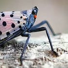 Science "experts" have us gleefully stomping & squishing Spotted Lanternflies 