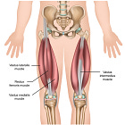 Muscle Monday: The Quadriceps