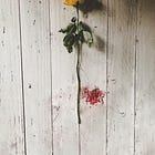 A Catholic Feminism Manifesto