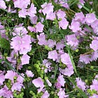 Malva moschata | musk mallow 