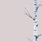 On birches, the unknown & week 7 of 52