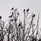 Crows Descending