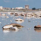 Florida is Dying