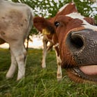 COW2LLVM: The isKnownUniquelyReferenced Deep-Dive 