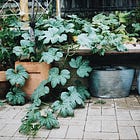 I’m breaking up with punnets.