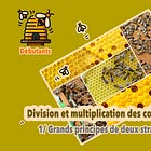 Division et multiplication des colonies d’abeilles. Généralités