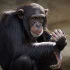 Il senso degli animali per i rimedi naturali