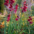 Jewel colours in the autumn garden, and a garden design trick