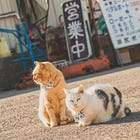 Why I explore and travel like a cat