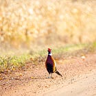 New road hunting rules blasted by South Dakota Senate 