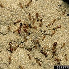 Fire Ant threat grows but Feds lag behind