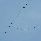 the great migration