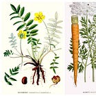 Silverweed Musings
