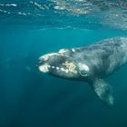 "Endangered Whales Unprotected With Wind Industry In Violation Of Sonar Limits, New Research Finds" by Alex Gutentag and Michael Shellenberger