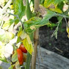 HOW TO SPOT AND DEAL WITH LATE-BLIGHT ON POTATOES AND TOMATOES