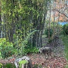 The Coyote of Poplar Drive