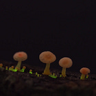 Nature's Nightlights: A Journey Through New Zealand's Glowing Mushroom Species