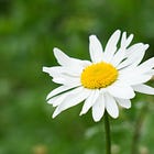 Leucanthemum vulgare | ox-eye daisy
