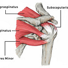 Muscle Monday: The Rotator Cuff
