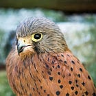 Fine-tune Falcon-7B on Your GPU with TRL and QLoRa