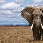 The Elephant Trap