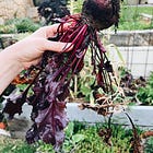 How to grow | beetroot