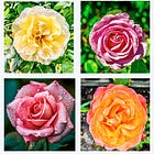 Green Wednesday: The Beauty of Napa’s Ferns and the Art of Rose Care