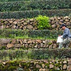 How will Trump’s tariffs affect the tea world?