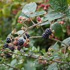 Rubus fruticosus | bramble