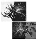 Andrew Pekler (New Environments & Rhythm Studies) - Album of the Month