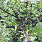 Prunus spinosa | blackthorn