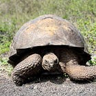 # 33 Journey to the Galápagos (V): Is the Universe Telling Me Something?